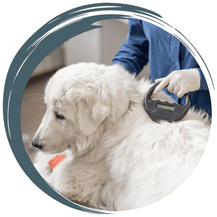 Veterinarian scans microchip on white dog