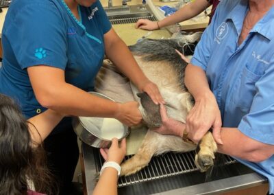 Veterinary staff milking female goat