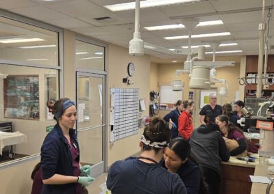 Vets examining a patient animal