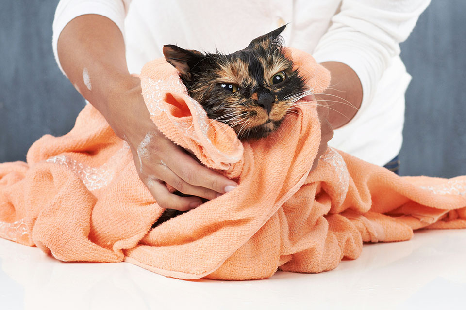 Wet cat being towelled dry
