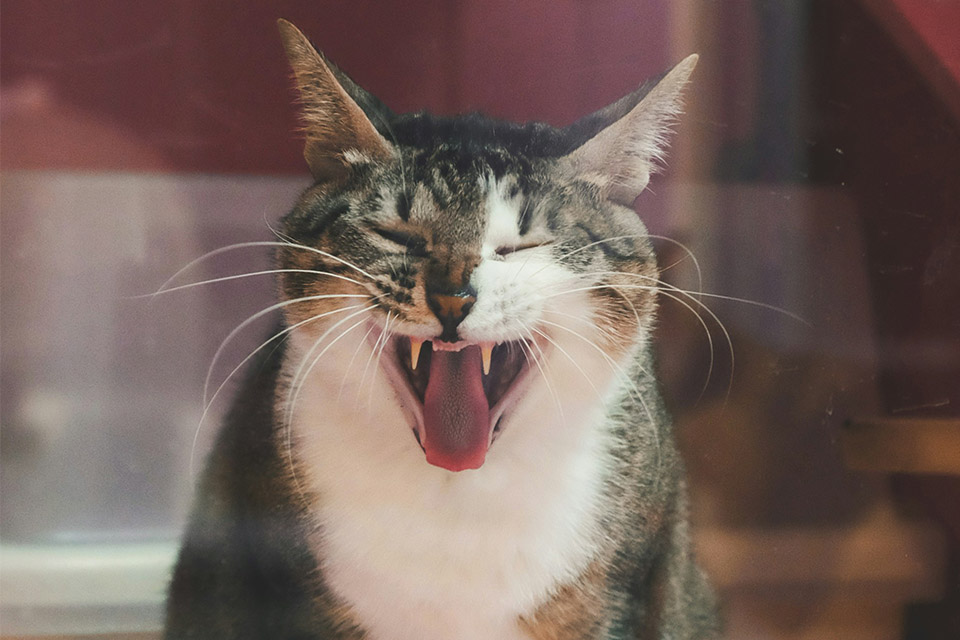 Yawning cat exposes tongue and teeth.