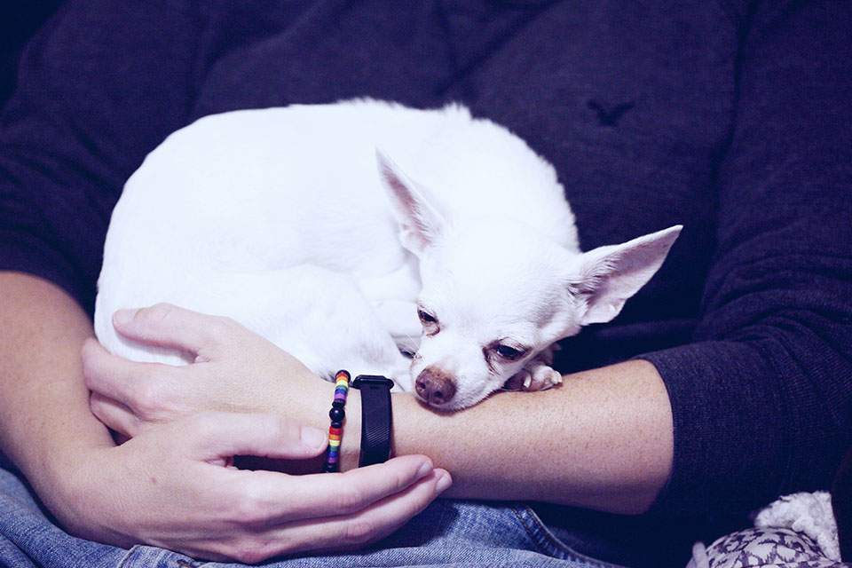 Person cradles a curled-up chihuahua.