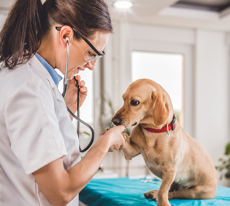 Dog gives paw to veterinarian