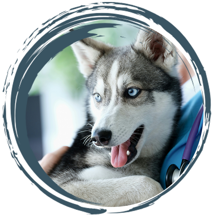 Pit bull sitting in the grass