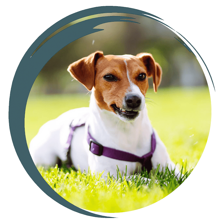 Atwater Veterinary Staff Holding puppies