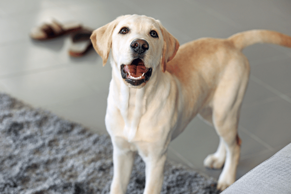 labrador puppy excitedly looking up